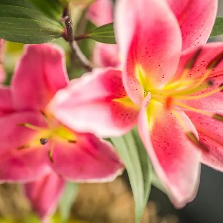 데스테 3* 그라도